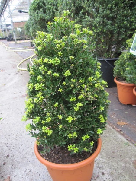 Ilex crenata Twiggy Kegel